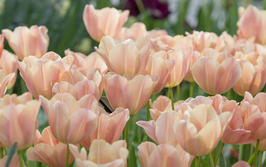Bulbes de fleurs Non-Traité Tulipe  Apricot Foxx® calibre 12/+ (1042100)