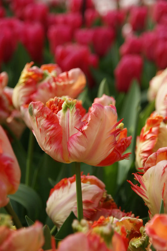 Bulbes de fleurs Non-Traité Tulipe  Apricot Parrot calibre 12/+ (1001300)