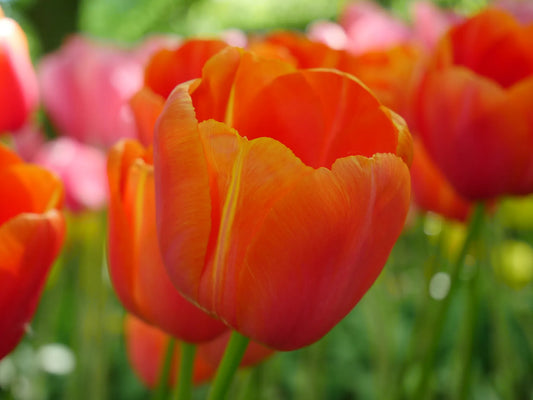 Bulbes de fleurs Non-Traité Tulipe  Avignon calibre 12/+ (1035400)