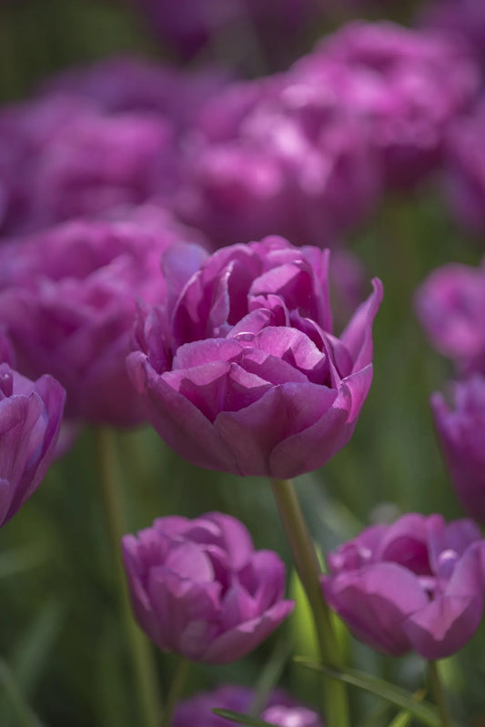 Bulbes de fleurs Non-Traité Tulipe  Backpacker calibre 12/+ (1001800)