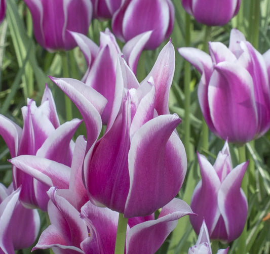 Bulbes de fleurs Non-Traité Tulipe  Ballade calibre 12/+ (1034100)