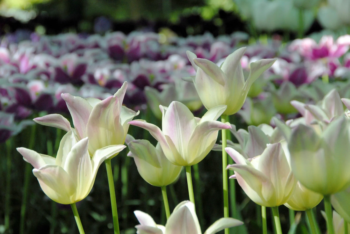 Bulbes de fleurs Non-Traité Tulipe  Ballade Lady® calibre 12/+ (1053400)