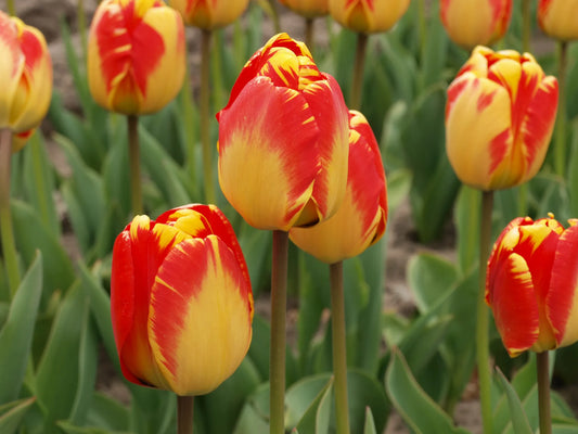 Bulbes de fleurs Non-Traité Tulipe  Banja Luka calibre 12/+ (1021200)
