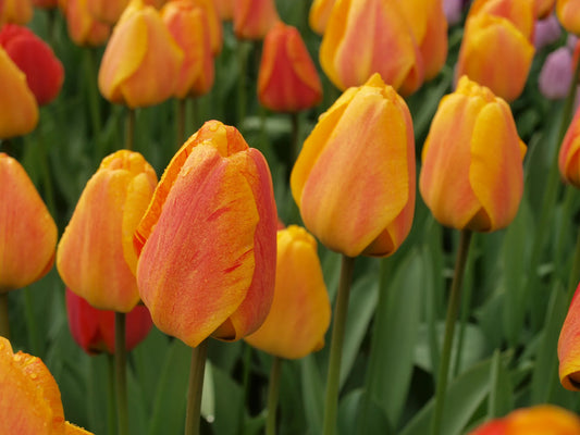 Untreated flower bulbs Tulip Beauty of Apeldoorn size 12/+ (1021800) for private individuals
