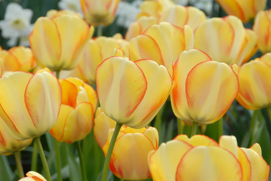 Bulbes de fleurs Non-Traité Tulipe  Beauty of Spring® calibre 12/+ (1001700)