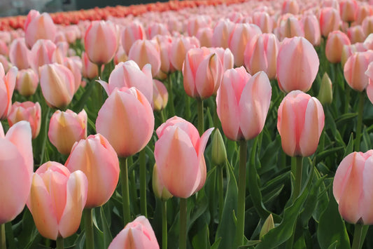 Bulbes de fleurs Non-Traité Tulipe  Bella Blush calibre 12/+ (1047100)