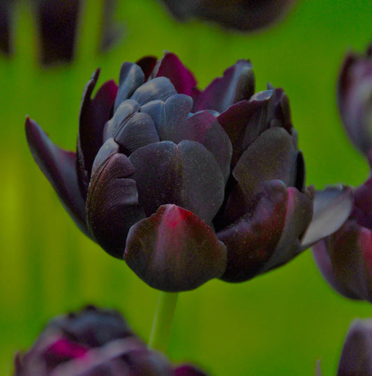 Bulbes de fleurs Non-Traité Tulipe  Black Hero® calibre 12/+ (1002200)