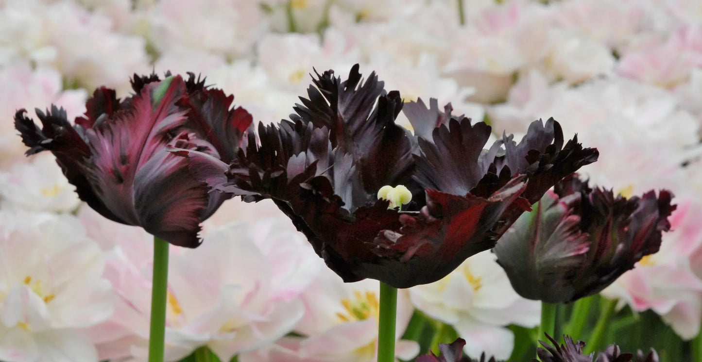 Bulbes de fleurs Non-Traité Tulipe  Black Parrot calibre 12/+ (1002300)