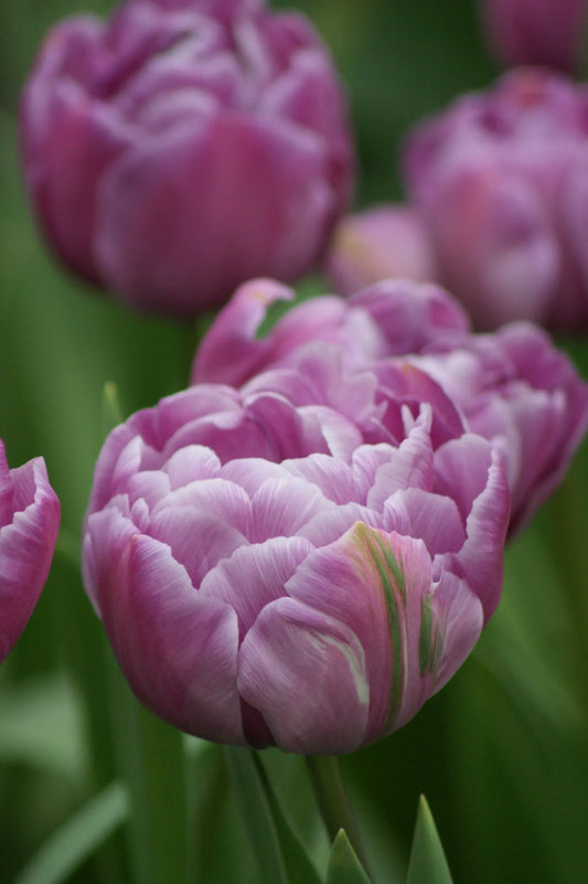 Bulbes de fleurs Non-Traité Tulipe  Blue Diamond calibre 12/+ (1002400)