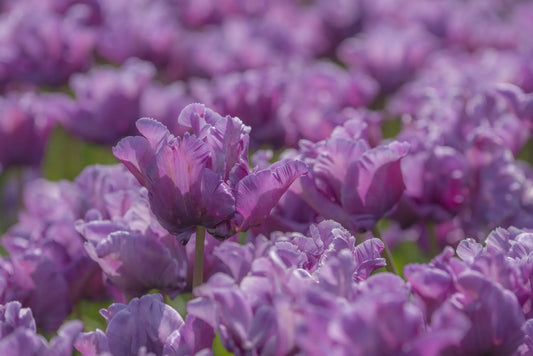 Bulbes de fleurs Non-Traité Tulipe  Blue Parrot calibre 12/+ (1024500)