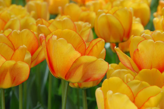 Bulbes de fleurs Non-Traité Tulipe  Blushing Apeldoorn® calibre 12/+ (1020100)