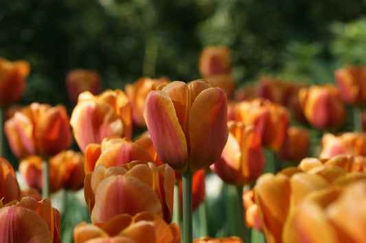 Bulbes de fleurs Non-Traité Tulipe  Brown Sugar® calibre 12/+ (1024600)