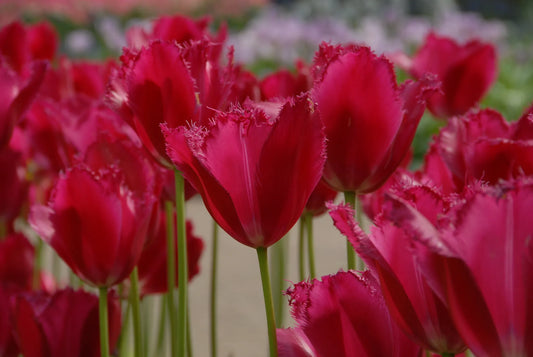 Bulbes de fleurs Non-Traité Tulipe  Burgundy Lace® calibre 12/+ (1024700)