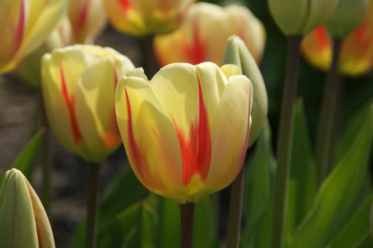 Bulbes de fleurs Non-Traité Tulipe  Burning Heart calibre 12/+ (1022000)
