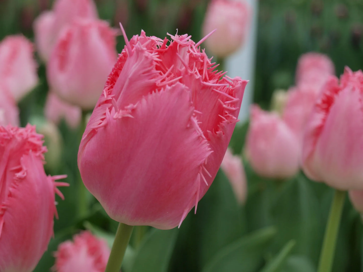 Bulbes de fleurs Non-Traité Tulipe  Cacharel® calibre 12/+ (1034500)