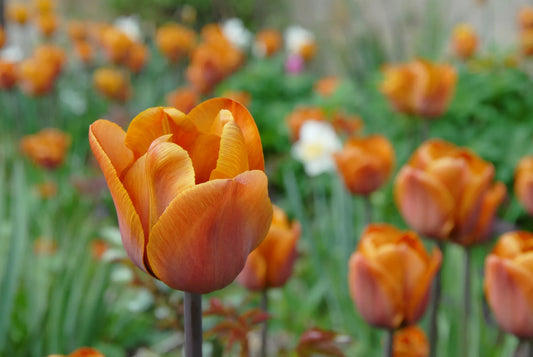 Bulbes de fleurs Non-Traité Tulipe  Cairo® calibre 12/+ (1040100)