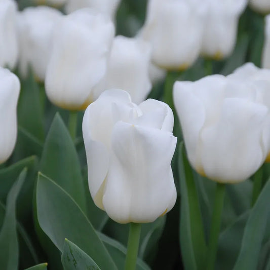 Bulbes de fleurs bio Tulipa Triumph Calgary calibre 11/12 (tcalg11)