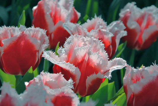 Untreated Tulip Canasta® flower bulbs size 12/+ (1034600) for individuals