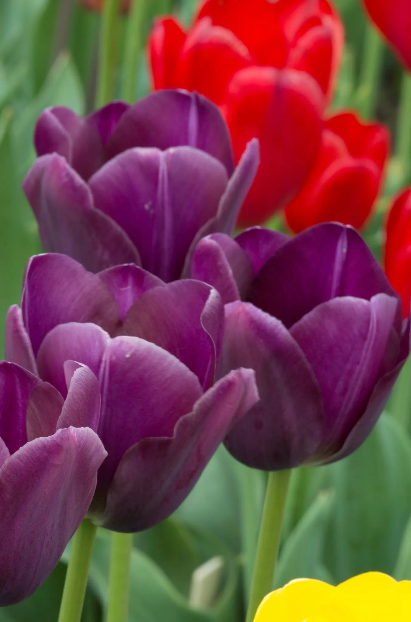 Bulbes de fleurs Non-Traité Tulipe  Caravelle calibre 12/+ (1003200)