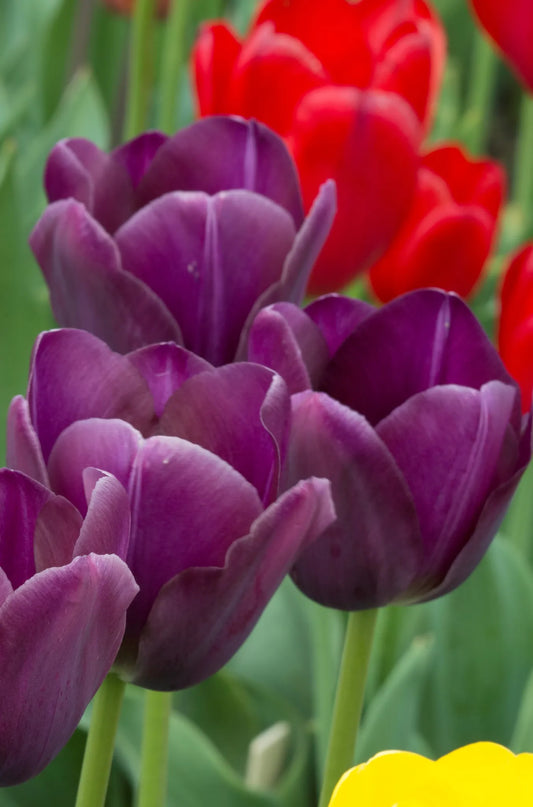 Bulbes de fleurs Non-Traité Tulipe  Caravelle calibre 12/+ (1003200)