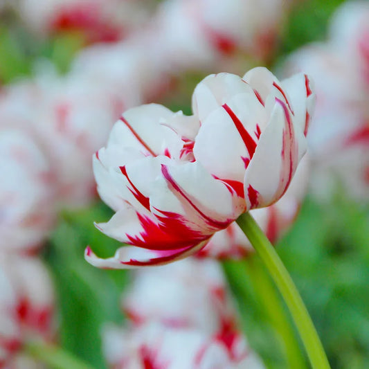 Untreated flower bulbs Tulip Carnival of Nice size 12/+ (1003300) for individuals