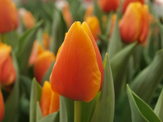 Bulbes de fleurs Non-Traité Tulipe  Cash® calibre 12/+ (1036300)