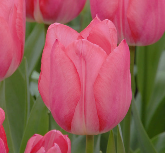 Bulbes de fleurs Non-Traité Tulipe  Christmas Dream calibre 12/+ (1003600)