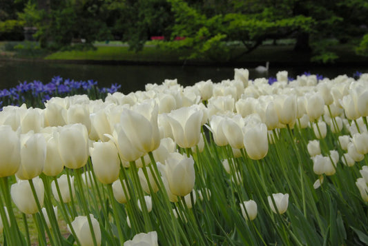 Bulbes de fleurs Non-Traité Tulipe  City of Vancouver calibre 12/+ (1033500)