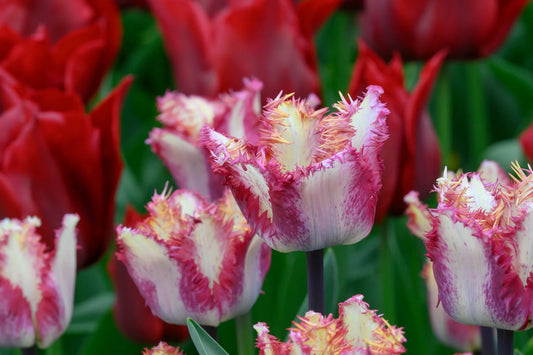 Untreated Tulip Colour Fusion® flower bulbs size 12/+ (1051200) for individuals