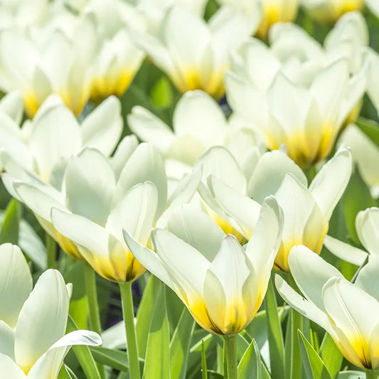 Untreated flower bulbs Tulip Concerto size 12/+ (1004100) for individuals