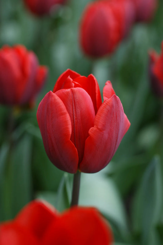 Bulbes de fleurs Non-Traité Tulipe  Couleur Cardinal calibre 12/+ (1004400)