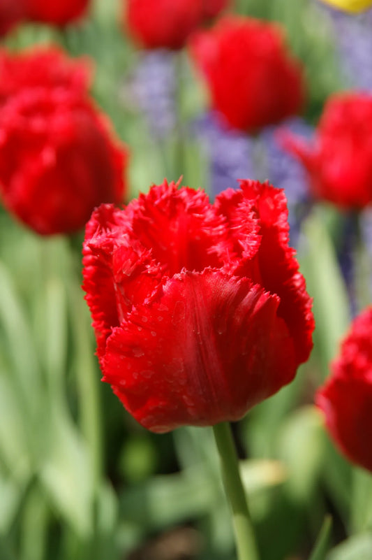 Bulbes de fleurs Non-Traité Tulipe  Crystal Beauty calibre 12/+ (1039700)