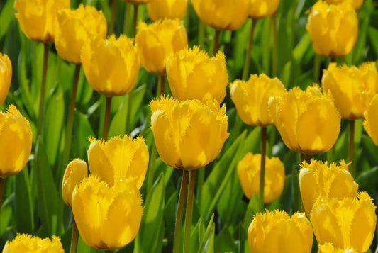 Bulbes de fleurs Non-Traité Tulipe  Crystal Star® calibre 12/+ (1044500)