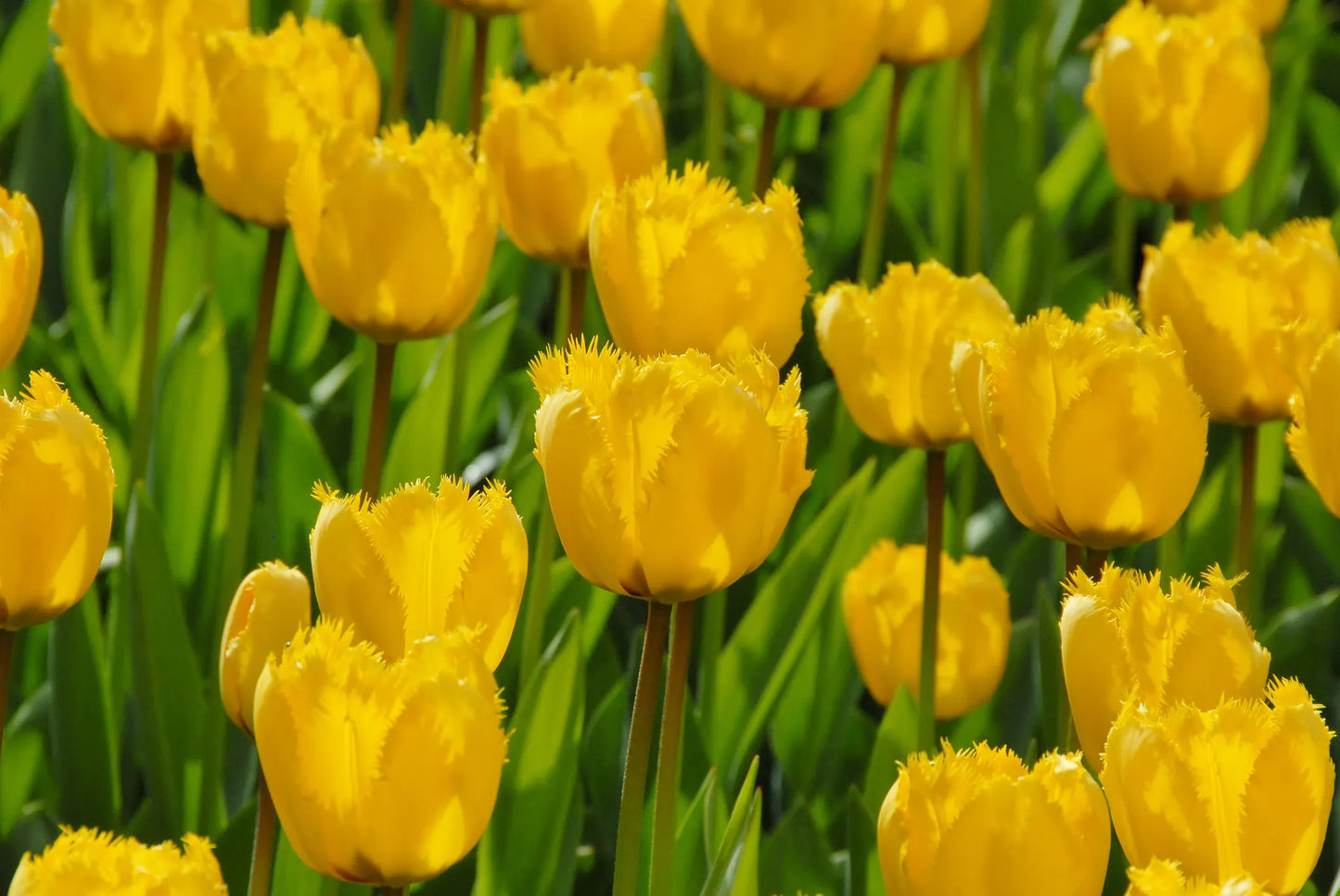 Untreated Tulip Crystal Star® flower bulbs size 12/+ (1044500) for individuals