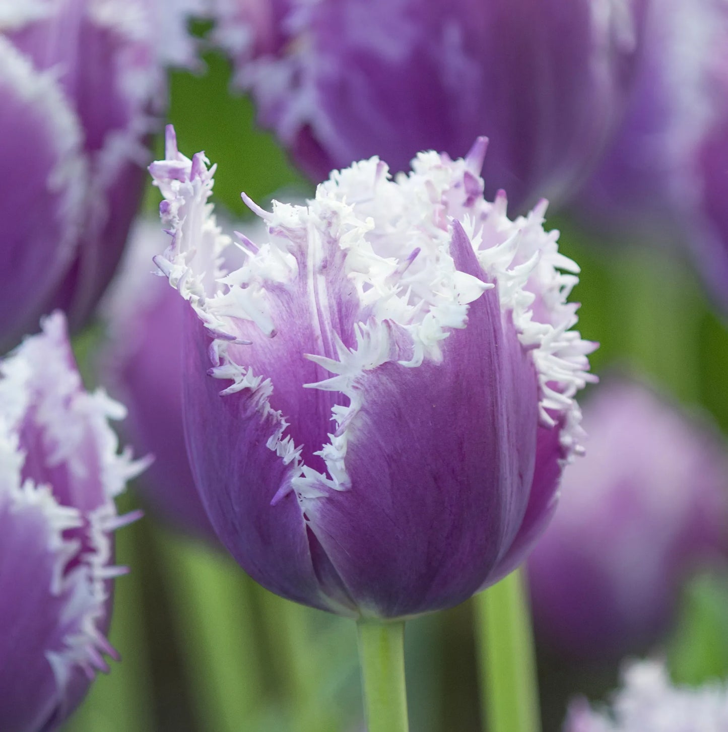 Bulbes de fleurs Non-Traité Tulipe  Cummins® calibre 12/+ (1004500)