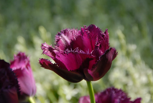 Bulbes de fleurs Non-Traité Tulipe  Curly Sue® calibre 12/+ (1004600)