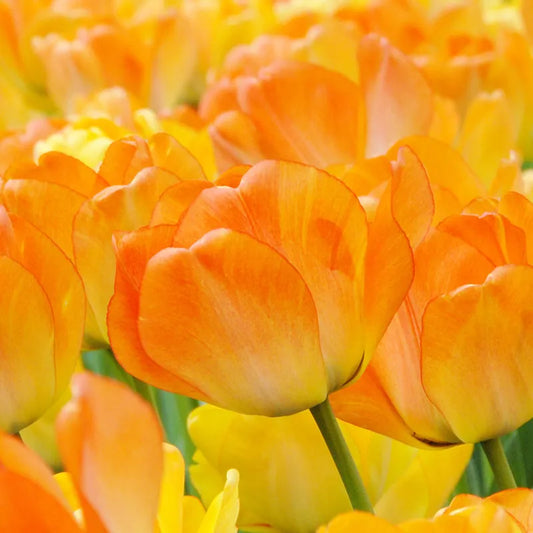 Bulbes de fleurs Non-Traité Tulipe  Daydream calibre 12/+ (1004700)