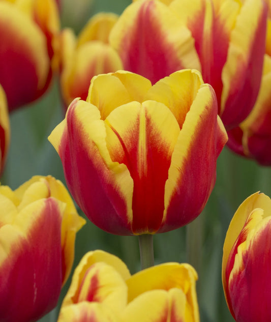 Bulbes de fleurs Non-Traité Tulipe  Denmark® calibre 12/+ (1035700)