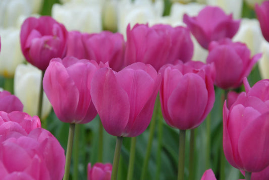 Untreated flower bulbs Tulip Don Quixote size 12/+ (1025200) for individuals