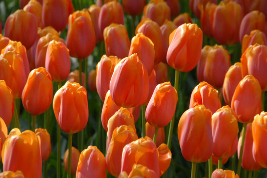 Untreated Dordogne Tulip flower bulbs size 12/+ (1004800) for individuals