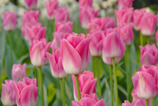 Tulip Dynasty® Untreated Flower Bulbs Size 12/+ (1005200) for Individuals