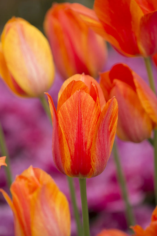 Untreated flower bulbs Tulip El Nino size 12/+ (1005300) for individuals
