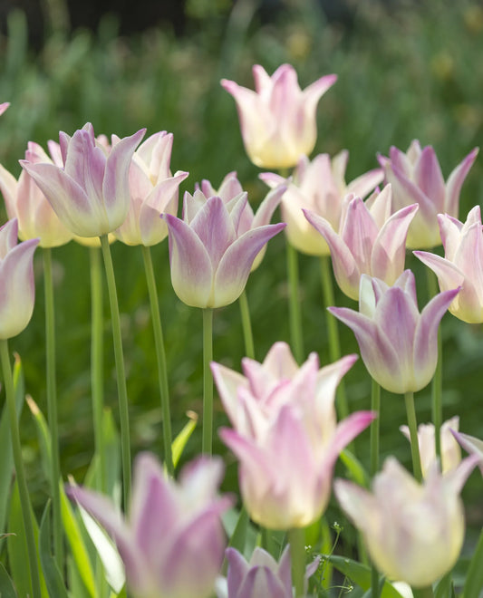 Untreated Tulip Elegant Lady® flower bulbs size 12/+ (1005400) for individuals