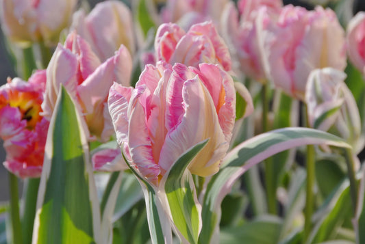 Untreated flower bulbs Tulip Elsenburg size 12/+ (1005500) for individuals