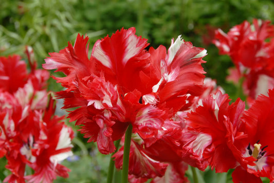 Untreated flower bulbs Tulip Estella Rijnveld size 12/+ (1005600) for individuals