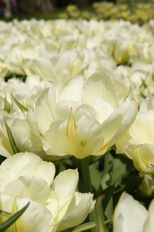 Bulbes de fleurs Non-Traité Tulipe  Exotic Emperor calibre 12/+ (1005700)