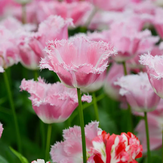 Untreated Tulip Fancy Frills® flower bulbs size 12/+ (1005800) for individuals