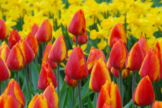 Untreated Tulip Flair flower bulbs size 12/+ (1005900) for individuals
