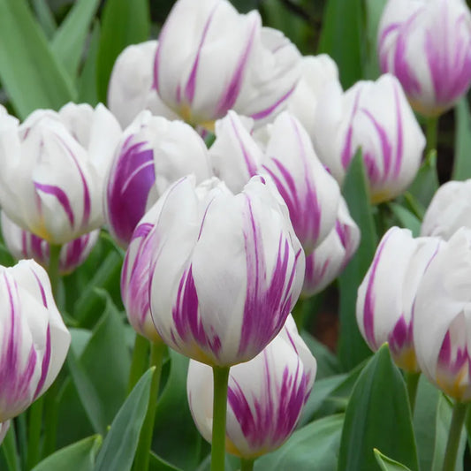 Untreated Tulip Flaming Flag® flower bulbs size 12/+ (1006000) for individuals