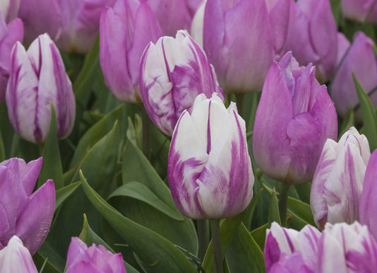Bulbes de fleurs Non-Traité Tulipe  Flaming Prince® calibre 12/+ (1050500)